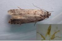 Teleiopsis diffinis