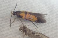 Schiffermuelleria schaefferella