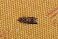 Grapholita janthinana
