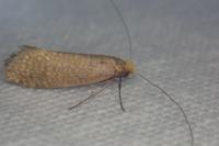 Nematopogon adansoniella