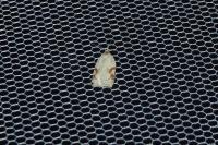 Acleris ferrugana/notana
