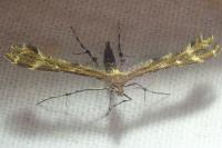 Oxyptilus