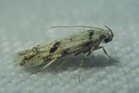 Stenolechiodes pseudogemmellus