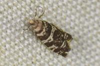 Epinotia tedella