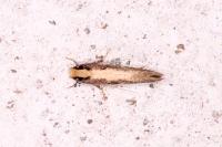 Monopis crocicapitella