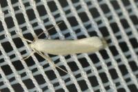 Elachista argentella