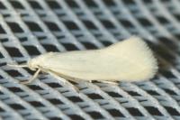 Elachista argentella