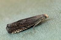 Grapholita caecana