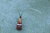 Adela australis