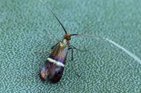 Adela australis