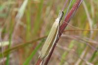 Pleurota pungitiella