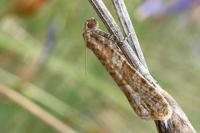 Isotrias