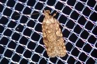 Agonopterix ferocella