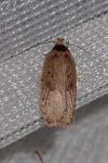 Agonopterix