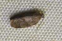 Syndemis musculana