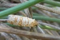 Isotrias stramentana