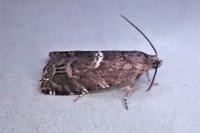 Cydia coniferana