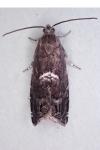 Cydia coniferana
