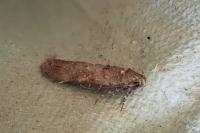 Teleiopsis diffinis