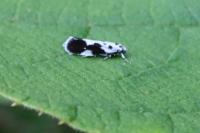 Ethmia quadrillella