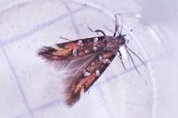 Pancalia leuwenhoekella