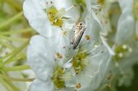 Glyphipterix simpliciella