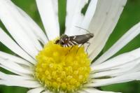 Glyphipterix simpliciella