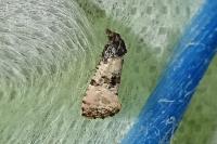Cochylichroa atricapitana