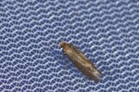 Nematopogon adansoniella