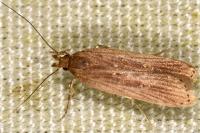 Helcystogramma triannulella