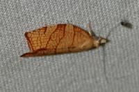 Pandemis corylana