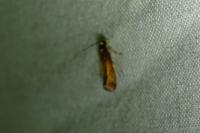 Roeslerstammia erxlebella