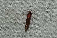 Roeslerstammia erxlebella