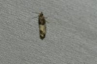 Spilonota ocellana