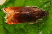 Pammene rhediella