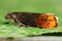 Pammene rhediella