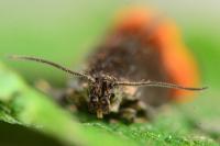 Pammene rhediella