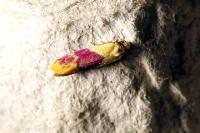 Diceratura ostrinana
