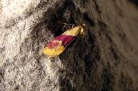 Diceratura ostrinana