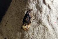 Endothenia gr. gentianaeana