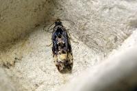 Endothenia gr. gentianaeana