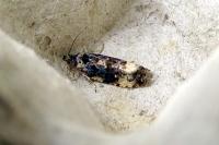 Endothenia gr. gentianaeana
