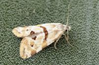 Aethes languidana