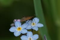 Cauchas rufimitrella