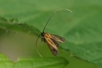 Cauchas rufimitrella