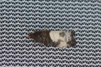 Notocelia cynosbatella