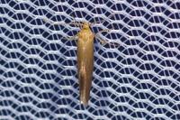 Crassa tinctella