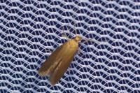 Crassa tinctella