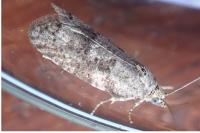 Cnephasia communana