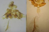 Cnephasia communana